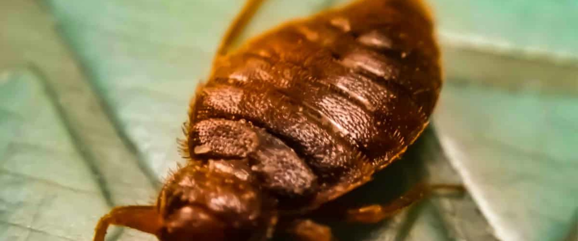Do Bed Bugs Hate The Smell Of Bleach at Julio Cavallaro blog