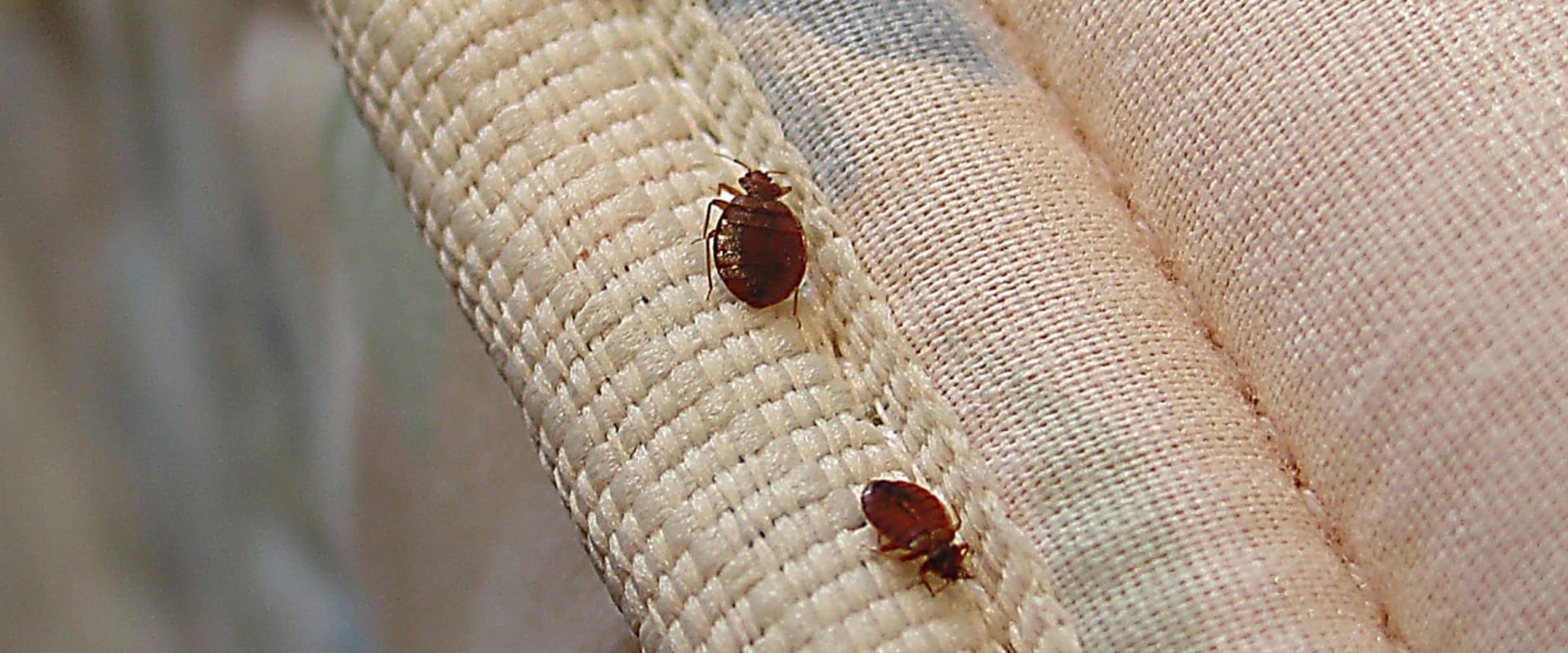 What keeps bed bugs away at night?