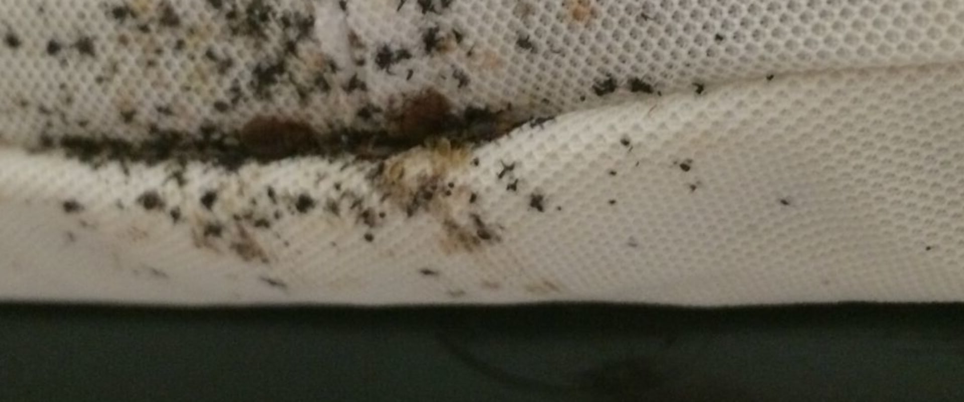 What happens if bed bugs go untreated?