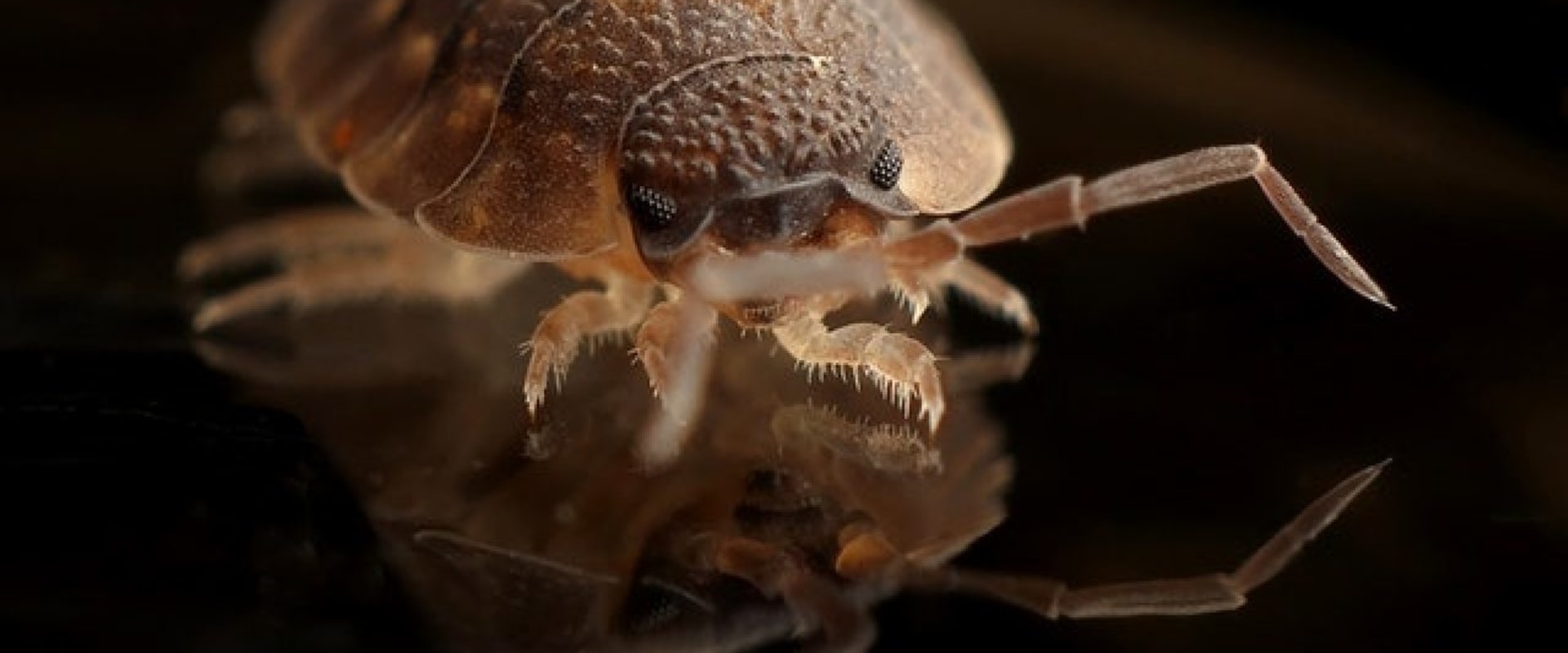 Will bleach kill bed bugs and their eggs?