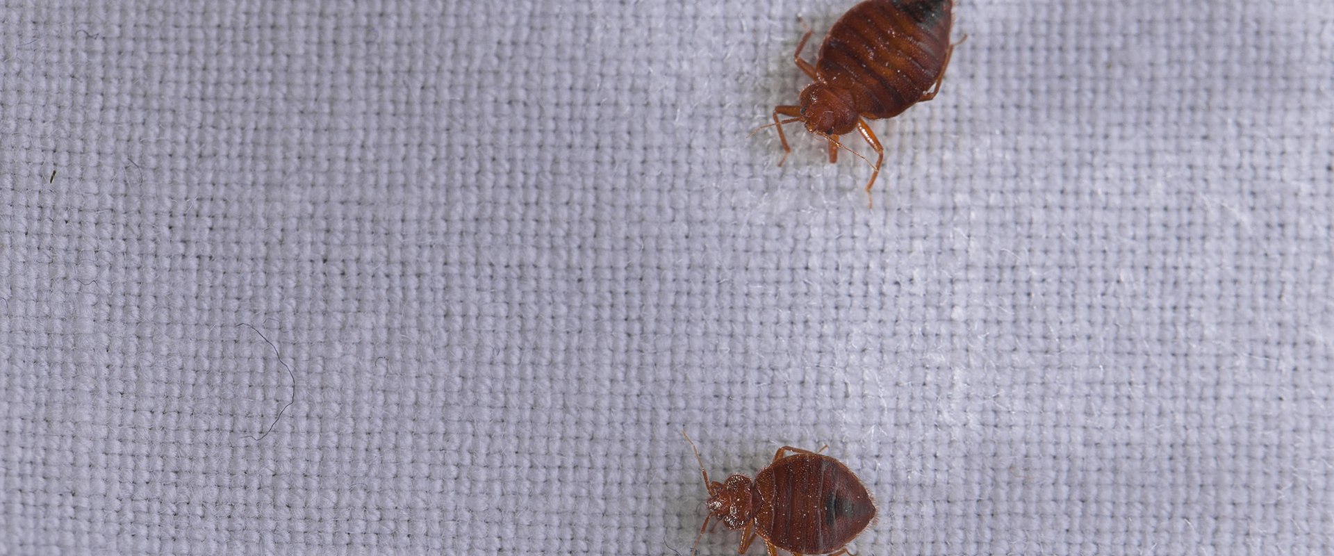 What kills a bed bug instantly?
