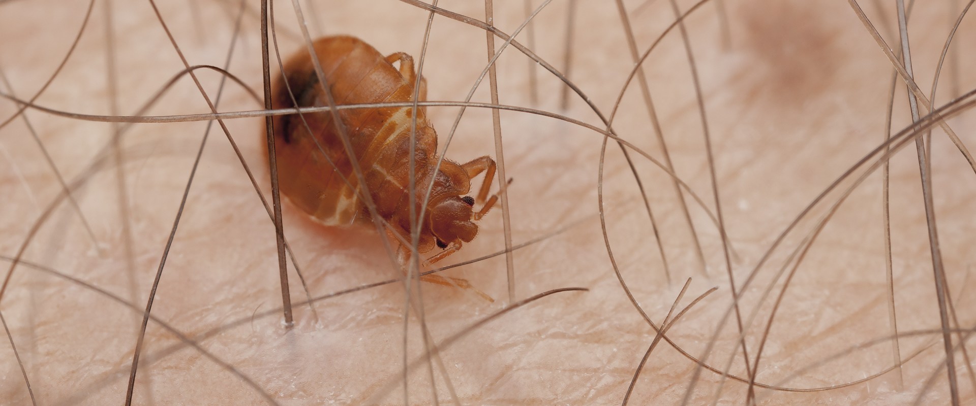 Where does bed bugs hide the most?