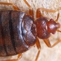 Does vinegar kill bed bug eggs?