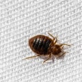Are bed bug exterminators worth it?