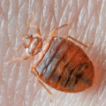 Where Do Bed Bugs Come From?