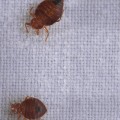 What else kills bed bugs?