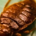How do you know if bed bug treatment is working?