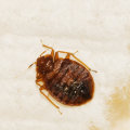 Why is bed bug extermination so expensive?