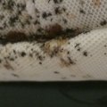 What happens if bed bugs go untreated?