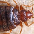 Is it possible to get rid of bed bugs without an exterminator?