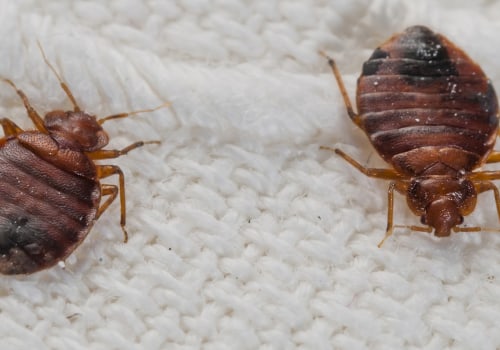 How bed bug control?