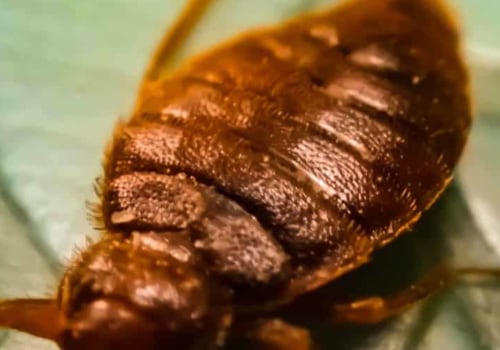 What kills bed bugs and their eggs instantly?