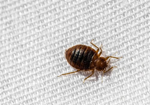Are bed bug exterminators worth it?