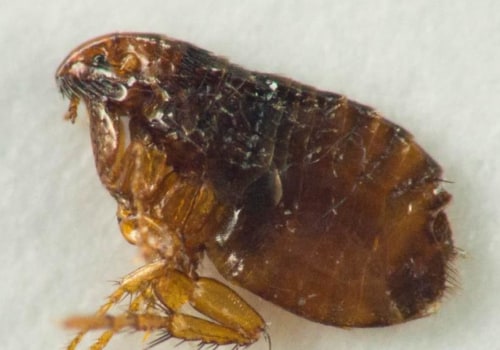 Will bed bug spray kill fleas?