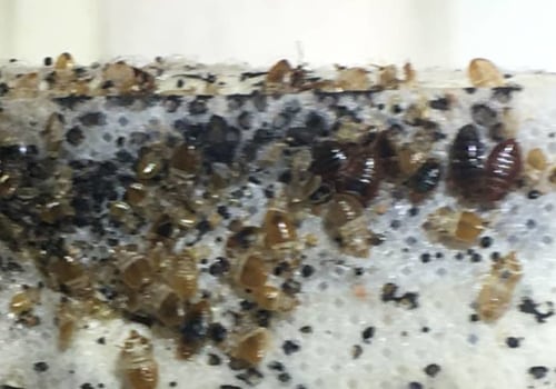 What kills bed bug eggs on contact?