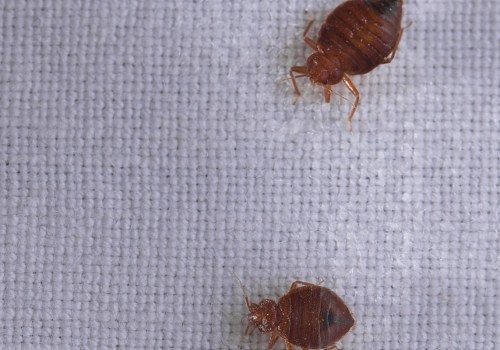 What kills a bed bug instantly?